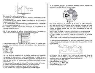 De esta gráfica podemos inferir que:
A. cuando la concentración de glucosa aumenta la concentración de
insulina disminuye
B. no existe ninguna relación entre la concentración de glucosa y la
concentración de insulina
C. al aumento en la concentración de glucosa antecede el aumento en
la concentración de insulina
D. cuando los niveles de insulina disminuyen la concentración de
glucosa queda sin control
28. En una población de gallinas el tamaño del huevo y la resistencia
de la cáscara están determinados por los siguientes genes
Si se quiere obtener una producción en la que todos los huevos sean
grandes y con cáscara resistente es necesario cruzar gallinas con
genotipos
A. GGRR x GgRr
B. GgRr x ggrr
C. GgRr x GgRr
D. GGRr x GgRr
29. Las técnicas modernas de la biología molecular nos permiten
reemplazar el núcleo de un óvulo fecundado por el núcleo de una
célula somática de un organismo adulto. Al implantar este óvulo en el
útero de una hembra de la especie el resultado más probable será un
organismo
A. con características tanto de la hembra como del donante del núcleo
B. idéntico al adulto de donde se obtuvo el núcleo implantado
C. muy parecido a la madre que aportó el óvulo modificado
D. con la mitad de la información genética de un adulto normal
30. El siguiente esquema muestra las diferentes etapas por las que
atraviesa una célula durante su ciclo celular
Una célula en fase G1 es colocada en un medio de cultivo apropiado
para que continúe su ciclo celular; si por métodos artificiales se logra
que entre las cinco fases únicamente se impida la realización de la
mitosis, se puede esperar que con mayor probabilidad, al final del
proceso se obtenga
A. una célula con doble contenido cromosómico que la célula original
B. dos células una de las cuales contiene cromosomas y la otra no
C. cuatro células con el mismo contenido cromosómico de la célula
original
D. una célula con la mitad de cromosomas de la célula original
31. A continuación se presenta un diagrama que muestra la relación e
intercambio de sustancias y compuestos entre dos organelos de una
célula vegetal
De acuerdo con lo anterior, para mostrar la interacción entre el
cloroplasto y la mitocondria los espacios marcados con I, II y III en el
esquema deben ser reemplazados respectivamente por
A. energía química- H2O - CO2
B. energía solar - CO2 - ATP
C. energía química - ATP - O2
D. energía solar - O2 – ATP
 