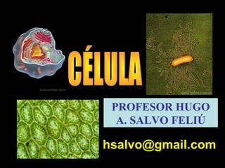 PROFESOR HUGO
A. SALVO FELIÚ
hsalvo@gmail.com
 