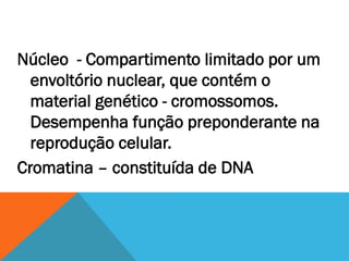 Núcleo - Compartimento limitado por um
  envoltório nuclear, que contém o
  material genético - cromossomos.
  Desempenha função preponderante na
  reprodução celular.
Cromatina – constituída de DNA
 