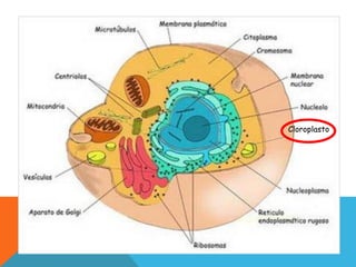 Cloroplasto
 