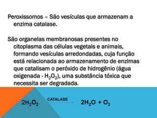 Peroxissomos – São vesículas que armazenam a
  enzima catalase.

São organelas membranosas presentes no
  citoplasma das células vegetais e animais,
  formando vesículas arredondadas, cuja função
  está relacionada ao armazenamento de enzimas
  que catalisam o peróxido de hidrogênio (água
  oxigenada - H2O2), uma substância tóxica que
  necessita ser degradada.

             CATALASE
    2H2O2                2H2O + O2
 