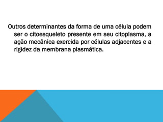 Outros determinantes da forma de uma célula podem
  ser o citoesqueleto presente em seu citoplasma, a
  ação mecânica exercida por células adjacentes e a
  rigidez da membrana plasmática.
 