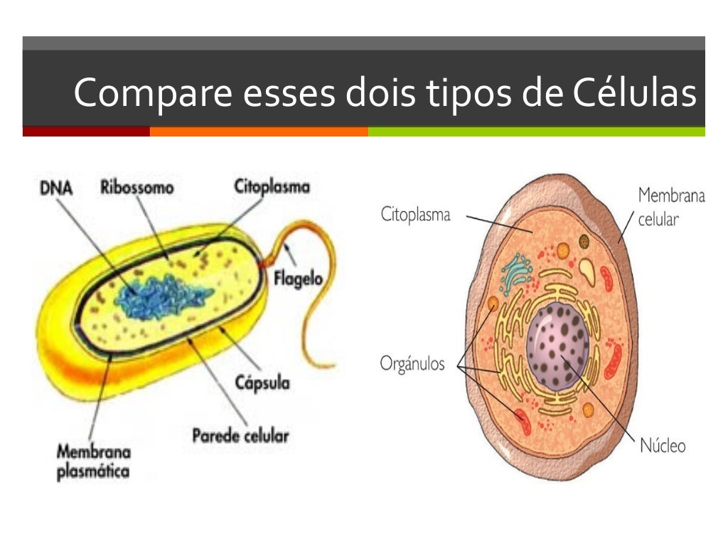 Celulas Sao Formadas Por Qual Estrutura Basica
