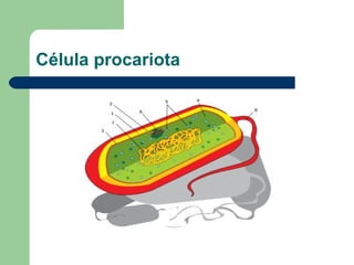 Célula procariota
 
