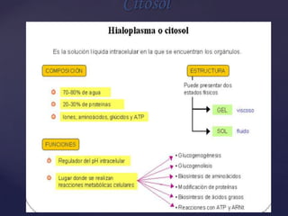 Citosol

 