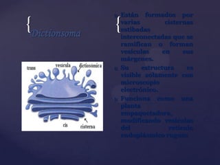 {Dictionsoma



Están formados por
varias
cisternas
estibadas
interconectadas que se
ramifican o forman
vesículas
en
sus
márgenes.
Su
estructura
es
visible solamente con
microscopio
electrónico.
Funciona como una
planta
empaquetadora,
modificando vesículas
del
retículo
endoplásmico rugoso

{





 