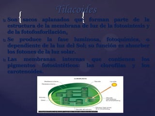 {

Tilacoides

{

Son sacos aplanados que forman parte de la
estructura de la membrana de luz de la fotosíntesis y
de la fotofosforilación.
 Se
produce la fase luminosa, fotoquímica, o
dependiente de la luz del Sol; su función es absorber
los fotones de la luz solar.
 Las
membranas internas que contienen los
pigmentos fotosintéticos: las clorofilas y los
carotenoides.


 