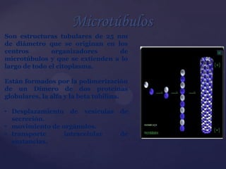 Microtúbulos
Son estructuras tubulares de 25 nm
de diámetro que se originan en los
centros
organizadores
de
microtúbulos y que se extienden a lo
largo de todo el citoplasma.
Están formados por la polimerización
de un Dímero de dos proteínas
globulares, la alfa y la beta tubilina.
• Desplazamiento de vesículas
secreción.
• movimiento de orgánulos.
• transporte
intracelular
sustancias.

de
de

 