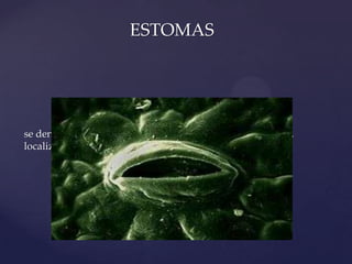 ESTOMAS

{

se denominan estomas a los orificios o poros de las plantas,
localizados en sus hojas

 