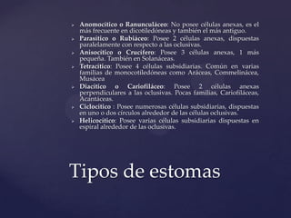 









Anomocítico o Ranunculáceo: No posee células anexas, es el
más frecuente en dicotiledóneas y también el más antiguo.
Parasítico o Rubiáceo: Posee 2 células anexas, dispuestas
paralelamente con respecto a las oclusivas.
Anisocítico o Crucífero: Posee 3 células anexas, 1 más
pequeña. También en Solanáceas.
Tetracítico: Posee 4 células subsidiarias. Común en varias
familias de monocotiledóneas como Aráceas, Commelinácea,
Musácea
Diacítico o Cariofiláceo: Posee 2 células anexas
perpendiculares a las oclusivas. Pocas familias, Cariofiláceas,
Acantáceas.
Ciclocítico : Posee numerosas células subsidiarias, dispuestas
en uno o dos círculos alrededor de las células oclusivas.
Helicocítico: Posee varias células subsidiarias dispuestas en
espiral alrededor de las oclusivas.

Tipos de estomas

 