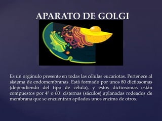 APARATO DE GOLGI

Es un orgánulo presente en todas las células eucariotas. Pertenece al
sistema de endomembranas. Está formado por unos 80 dictiosomas
(dependiendo del tipo de célula), y estos dictiosomas están
compuestos por 4º o 60 cisternas (sáculos) aplanadas rodeados de
membrana que se encuentran apilados unos encima de otros.

 