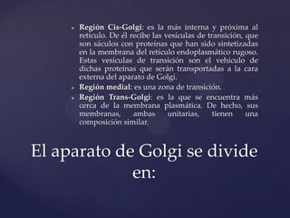 




Región Cis-Golgi: es la más interna y próxima al
retículo. De él recibe las vesículas de transición, que
son sáculos con proteínas que han sido sintetizadas
en la membrana del retículo endoplasmático rugoso.
Estas vesículas de transición son el vehículo de
dichas proteínas que serán transportadas a la cara
externa del aparato de Golgi.
Región medial: es una zona de transición.
Región Trans-Golgi: es la que se encuentra más
cerca de la membrana plasmática. De hecho, sus
membranas,
ambas
unitarias,
tienen
una
composición similar.

El aparato de Golgi se divide
en:

 