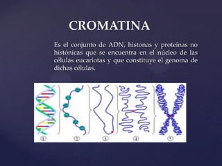 CROMATINA
Es el conjunto de ADN, histonas y proteínas no
histónicas que se encuentra en el núcleo de las
células eucariotas y que constituye el genoma de
dichas células.

 