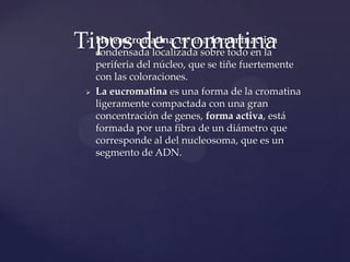 Heterocromatina, es una forma inactiva
Tipos de cromatina
condensada localizada sobre todo en la




periferia del núcleo, que se tiñe fuertemente
con las coloraciones.
La eucromatina es una forma de la cromatina
ligeramente compactada con una gran
concentración de genes, forma activa, está
formada por una fibra de un diámetro que
corresponde al del nucleosoma, que es un
segmento de ADN.

 