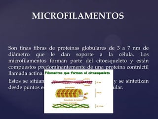 MICROFILAMENTOS

Son finas fibras de proteínas globulares de 3 a 7 nm de
diámetro que le dan soporte a la célula. Los
microfilamentos forman parte del citoesqueleto y están
compuestos predominantemente de una proteína contráctil
llamada actina.
Estos se sitúan en la periferia de la célula y se sintetizan
desde puntos específicos de la membrana celular.

 