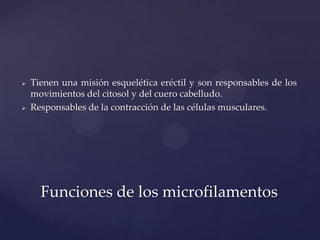 



Tienen una misión esquelética eréctil y son responsables de los
movimientos del citosol y del cuero cabelludo.
Responsables de la contracción de las células musculares.

Funciones de los microfilamentos

 