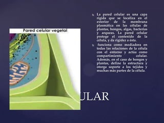 



La pared celular es una capa
rígida que se localiza en el
exterior de la membrana
plasmática en las células de
plantas, hongos, algas, bacterias
y arqueas. La pared celular
protege el contenido de la
célula, y da rigidez a ésta.
funciona como mediadora en
todas las relaciones de la célula
con el entorno y actúa como
compartimiento
celular.
Además, en el caso de hongos y
plantas, define la estructura y
otorga soporte a los tejidos y
muchas más partes de la célula.

PARED CELULAR

 