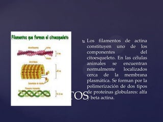 

Los filamentos de actina
constituyen uno de los
componentes
del
citoesqueleto. En las células
animales se encuentran
normalmente
localizados
cerca de la membrana
plasmática. Se forman por la
polimerización de dos tipos
de proteínas globulares: alfa
y beta actina.

FILAMENTOS

 