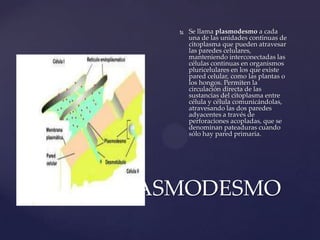 

Se llama plasmodesmo a cada
una de las unidades continuas de
citoplasma que pueden atravesar
las paredes celulares,
manteniendo interconectadas las
células continuas en organismos
pluricelulares en los que existe
pared celular, como las plantas o
los hongos. Permiten la
circulación directa de las
sustancias del citoplasma entre
célula y célula comunicándolas,
atravesando las dos paredes
adyacentes a través de
perforaciones acopladas, que se
denominan pateaduras cuando
sólo hay pared primaria.

PARED PLASMODESMO

 