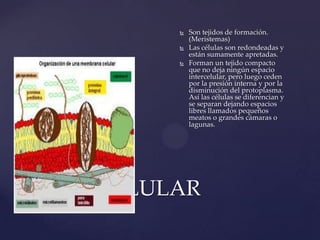 



Son tejidos de formación.
(Meristemas)
Las células son redondeadas y
están sumamente apretadas.
Forman un tejido compacto
que no deja ningún espacio
intercelular, pero luego ceden
por la presión interna y por la
disminución del protoplasma.
Así las células se diferencian y
se separan dejando espacios
libres llamados pequeños
meatos o grandes cámaras o
lagunas.

ESPACIO
INTERCELULAR

 