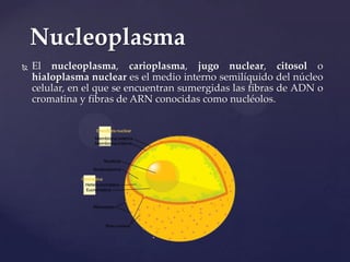 Nucleoplasma


El nucleoplasma, carioplasma, jugo nuclear, citosol o
hialoplasma nuclear es el medio interno semilíquido del núcleo
celular, en el que se encuentran sumergidas las fibras de ADN o
cromatina y fibras de ARN conocidas como nucléolos.

 