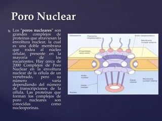 Poro Nuclear


Los "poros nucleares" son
grandes complejos de
proteínas que atraviesan la
envoltura nuclear, la cual
es una doble membrana
que rodea al núcleo
celular, presente en la
mayoría
de
los
eucariontes. Hay cerca de
2000 Complejos de Poro
Nuclear en la envoltura
nuclear de la célula de un
vertebrado,
pero
su
número
varía
dependiendo del número
de transcripciones de la
célula. Las proteínas que
forman los complejos de
poro
nucleares
son
conocidas
como
nucleoporinas.

 