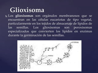 Glioxisoma


Los glioxisomas son orgánulos membranosos que se
encuentran en las células eucariotas de tipo vegetal,
particularmente en los tejidos de almacenaje de lípidos de
las semillas. Los glioxisomas son peroxisomas
especializados que convierten los lípidos en enzimas
durante la germinación de las semillas.

 