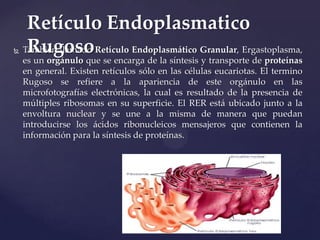 

Retículo Endoplasmatico
Rugoso
También llamado Retículo Endoplasmático Granular, Ergastoplasma,
es un orgánulo que se encarga de la síntesis y transporte de proteínas
en general. Existen retículos sólo en las células eucariotas. El termino
Rugoso se refiere a la apariencia de este orgánulo en las
microfotografías electrónicas, la cual es resultado de la presencia de
múltiples ribosomas en su superficie. El RER está ubicado junto a la
envoltura nuclear y se une a la misma de manera que puedan
introducirse los ácidos ribonucleicos mensajeros que contienen la
información para la síntesis de proteínas.

 