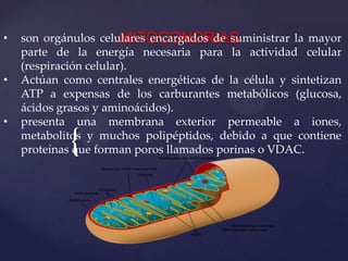 •
•
•

son orgánulos celulares encargados de suministrar la mayor
MITOCONDRIAS
parte de la energía necesaria para la actividad celular
(respiración celular).
Actúan como centrales energéticas de la célula y sintetizan
ATP a expensas de los carburantes metabólicos (glucosa,
ácidos grasos y aminoácidos).
presenta una membrana exterior permeable a iones,
metabolitos y muchos polipéptidos, debido a que contiene
proteínas que forman poros llamados porinas o VDAC.

{

 