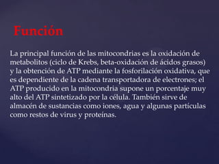 Función
La principal función de las mitocondrias es la oxidación de
metabolitos (ciclo de Krebs, beta-oxidación de ácidos grasos)
y la obtención de ATP mediante la fosforilación oxidativa, que
es dependiente de la cadena transportadora de electrones; el
ATP producido en la mitocondria supone un porcentaje muy
alto del ATP sintetizado por la célula. También sirve de
almacén de sustancias como iones, agua y algunas partículas
como restos de virus y proteínas.

 