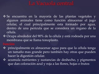 La Vacuola central
 Se encuentra en la mayoría de las plantas vegetales y
algunos animales tiene como función almacenar el jugo
celular, el cual principalmente esta formado por agua,
dentro de una pericula que se considera un órgano de la
célula.
 Ocupa alrededor del 90% de la célula y está rodeada por una
membrana que se llama tonoplasto.
función
 principalmente es almacenar agua para que la célula tenga
un tamaño mas grande pero también hay otras que pueden
hacer la digestión celular.
 acumula nutrientes y sustancias de deshecho, y pigmentos
que dan coloración azul y roja a las flores, hojas o frutos

 