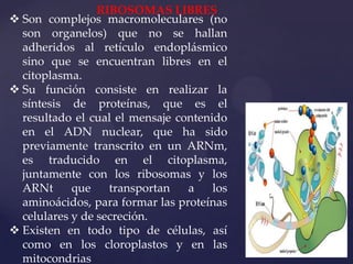 RIBOSOMAS LIBRES
 Son complejos macromoleculares (no
son organelos) que no se hallan
adheridos al retículo endoplásmico
sino que se encuentran libres en el
citoplasma.
 Su función consiste en realizar la
síntesis de proteínas, que es el
resultado el cual el mensaje contenido
en el ADN nuclear, que ha sido
previamente transcrito en un ARNm,
es traducido en el citoplasma,
juntamente con los ribosomas y los
ARNt
que
transportan
a
los
aminoácidos, para formar las proteínas
celulares y de secreción.
 Existen en todo tipo de células, así
como en los cloroplastos y en las
mitocondrias

 