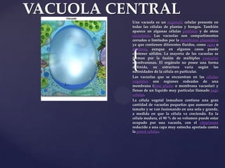 VACUOLA CENTRAL
Una vacuola es un orgánulo celular presente en
todas las células de plantas y hongos. También
aparece en algunas células protistas y de otros
eucariotas. Las vacuolas son compartimentos
cerrados o limitados por la membrana plasmática
ya que contienen diferentes fluidos, como agua o
enzimas, aunque en algunos casos puede
contener sólidos. La mayoría de las vacuolas se
forman por la fusión de múltiples vesículas
membranosas. El orgánulo no posee una forma
definida, su estructura varía según las
necesidades de la célula en particular.
Las vacuolas que se encuentran en las células
vegetales son regiones rodeadas de una
membrana (tono plasto o membrana vacuolar) y
llenas de un líquido muy particular llamado jugo
celular.
La célula vegetal inmadura contiene una gran
cantidad de vacuolas pequeñas que aumentan de
tamaño y se van fusionando en una sola y grande,
a medida en que la célula va creciendo. En la
célula madura, el 90 % de su volumen puede estar
ocupado por una vacuola, con el citoplasma
reducido a una capa muy estrecha apretada contra
la pared celular.

{

 