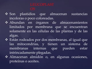 






LEUCOPLAST
OS
Son plastidios que almacenan sustancias
incoloras o poco coloreadas.
Abundan en órganos de almacenamientos
limitados por membrana que se encuentran
solamente en las células de las plantas y de las
algas.
Están rodeados por dos membranas, al igual que
las mitocondrias, y tienen un sistema de
membranas internas que pueden estar
intrincadamente plegadas.
Almacenan almidón o, en algunas ocasiones,
proteínas o aceites.

 