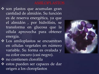 






AMILOPLASTOS
son plastos que acumulan gran
cantidad de almidón. Su función
es de reserva energética, ya que
el almidón , por hidrólisis, se
transforma en glucosa que la
célula aprovecha para obtener
energía.
Los amiloplastos se encuentran
en células vegetales en número
variable. Su forma es ovalada y
su color oscuro (casi negro).
no contienen clorofila
estos pueden ser capaces de dar
origen a los cloroplastos

 