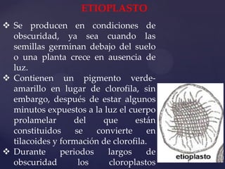 ETIOPLASTO
 Se producen en condiciones de
obscuridad, ya sea cuando las
semillas germinan debajo del suelo
o una planta crece en ausencia de
luz.
 Contienen un pigmento verdeamarillo en lugar de clorofila, sin
embargo, después de estar algunos
minutos expuestos a la luz el cuerpo
prolamelar
del
que
están
constituidos
se
convierte
en
tilacoides y formación de clorofila.
 Durante
periodos
largos
de
obscuridad
los
cloroplastos

 