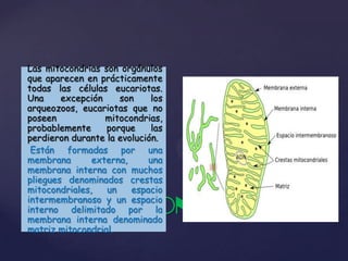 Las mitocondrias son orgánulos
que aparecen en prácticamente
todas las células eucariotas.
Una
excepción
son
los
arqueozoos, eucariotas que no
poseen
mitocondrias,
probablemente
porque
las
perdieron durante la evolución.
Están formadas por una
membrana
externa,
una
membrana interna con muchos
pliegues denominados crestas
mitocondriales,
un
espacio
intermembranoso y un espacio
interno delimitado por la
membrana interna denominado
matriz mitocondrial.

MITOCONDRIAS

 