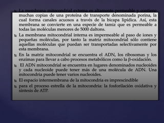 










La membrana mitocondrial externa es altamente permeable y contiene
muchas copias de una proteína de transporte denominada porina, la
cual forma canales acuosos a través de la bicapa lipídica. Así, esta
membrana se convierte en una especie de tamiz que es permeable a
todas las moléculas menores de 5000 daltons.
La membrana mitocondrial interna es impermeable al paso de iones y
pequeñas moléculas, por tanto la matriz mitocondrial sólo contiene
aquellas moléculas que puedan ser transportadas selectivamente por
esta membrana.
En la matriz mitocondrial se encuentra el ADN, los ribosomas y los
enzimas para llevar a cabo procesos metabólicos como la β-oxidación.
El ADN mitocondrial se encuentra en lugares denominados nucleoides
y cada nucleoide puede tener más de una molécula de ADN. Una
mitocondria puede tener varios nucleoides.
El espacio intermembrana de la mitocondria es imprescindible
para el proceso estrella de la mitocondria: la fosforilación oxidativa y
síntesis de ATP.

 