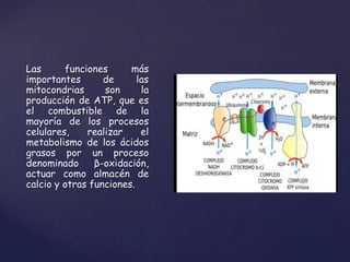 Las
funciones
más
importantes
de
las
mitocondrias
son
la
producción de ATP, que es
el combustible de la
mayoría de los procesos
celulares,
realizar
el
metabolismo de los ácidos
grasos por un proceso
denominado
β-oxidación,
actuar como almacén de
calcio y otras funciones.

{

 
