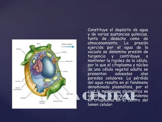 Constituye el depósito de agua
y de varias sustancias químicas,
tanto de desecho como de
almacenamiento. La presión
ejercida por el agua de la
vacuola se denomina presión de
turgencia
y contribuye a
mantener la rigidez de la célula,
por lo que el citoplasma y núcleo
de una célula vegetal adulta se
presentan
adosados
alas
paredes celulares. La pérdida
del agua resulta en el fenómeno
denominado plasmólisis, por el
cual la membrana plasmática se
separa de la pared y condensa
en citoplasma en el centro del
lumen celular.

VACUOLA CENTRAL

 