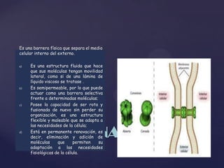 Es una barrera física que separa el medio
celular interno del externo.
a)

b)

c)

d)

Es una estructura fluida que hace
que sus moléculas tengan movilidad
lateral, como si de una lámina de
líquido viscoso se tratase .
Es semipermeable, por lo que puede
actuar como una barrera selectiva
frente a determinadas moléculas;
Posee la capacidad de ser rota y
fusionada de nuevo sin perder su
organización, es una estructura
flexible y maleable que se adapta a
las necesidades de la célula;
Está en permanente renovación, es
decir, eliminación y adición de
moléculas
que
permiten
su
adaptación a las necesidades
fisiológicas de la célula.

MEMBRANA CELULAR

 
