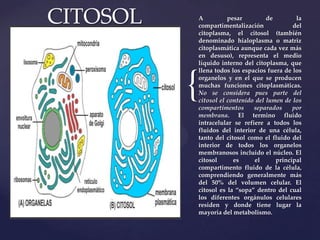 CITOSOL

{

A
pesar
de
la
compartimentalización
del
citoplasma, el citosol (también
denominado hialoplasma o matriz
citoplasmática aunque cada vez más
en desuso), representa el medio
líquido interno del citoplasma, que
llena todos los espacios fuera de los
organelos y en el que se producen
muchas funciones citoplasmáticas.
No se considera pues parte del
citosol el contenido del lumen de los
compartimentos
separados
por
membrana. El termino fluido
intracelular se refiere a todos los
fluidos del interior de una célula,
tanto del citosol como el fluido del
interior de todos los organelos
membranosos incluido el núcleo. El
citosol
es
el
principal
compartimento fluido de la célula,
comprendiendo generalmente más
del 50% del volumen celular. El
citosol es la “sopa” dentro del cual
los diferentes orgánulos celulares
residen y donde tiene lugar la
mayoría del metabolismo.

 