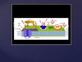 Las membranas celulares están formadas por
lípidos, proteínas y, en menor medida, por glúcidos.

 