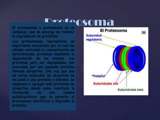 Proteosoma

El proteasoma o proteosoma es un
complejo, que se encarga de realizar
la degradación de proteínas.
Los proteosomas representan un
importante mecanismo por el cual las
células controlan la concentración de
determinadas proteínas mediante la
degradación de las mismas. Las
proteínas para ser degradadas, son
marcadas por una pequeña proteína
llamada ubiquitina. Una vez que una
de estas moléculas de ubiquitina se
ha unido a una proteína a eliminar, se
empiezan a agregar más proteínas de
ubiquitina dando como resultado la
formación
de
una
cadena
poliubiquitínica que le permite al
proteasoma identificar y degradar la
proteína.

 
