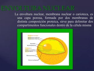 ENVOLTURA NUCLEAR
La envoltura nuclear, membrana nuclear o carioteca, es
una capa porosa, formada por dos membranas de
distinta composición proteica, sirve para delimitar dos
compartimentos funcionales dentro de la célula misma

 