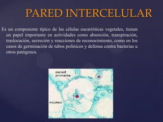PARED INTERCELULAR
Es un componente típico de las células eucarióticas vegetales, tienen
un papel importante en actividades como absorción, transpiración,
traslocación, secreción y reacciones de reconocimiento, como en los
casos de germinación de tubos polínicos y defensa contra bacterias u
otros patógenos.

 