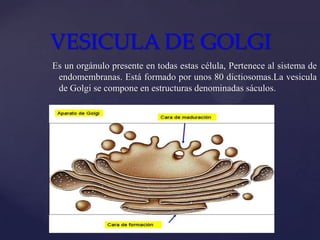 VESICULA DE GOLGI
Es un orgánulo presente en todas estas célula, Pertenece al sistema de
endomembranas. Está formado por unos 80 dictiosomas.La vesicula
de Golgi se compone en estructuras denominadas sáculos.

 