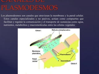 CANALES DE
PLASMODESMOS
Los plasmodesmos son canales que atraviesan la membrana y la pared celular.
Estos canales especializados y no pasivos, actúan como compuertas que
facilitan y regulan la comunicación y el transporte de sustancias como agua,
nutrientes, metabolitos y macromoléculas entre las células vegetales

 
