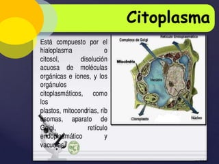 Citoplasma
Peroxisomas:

{

 