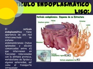 Retículo Endoplasmático
Liso:
El
retículo
endoplasmático
tiene
apariencia de una red
interconectada
de
sistema
endomembranoso (tubos
aplanados
y
sáculos
comunicados entre sí)
que
intervienen
en
funciones relacionadas
con la síntesis proteica,
metabolismo de lípidos y
algunos esteroides, así
como
el
transporte
intracelular.

 